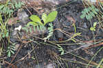 Florida hoarypea